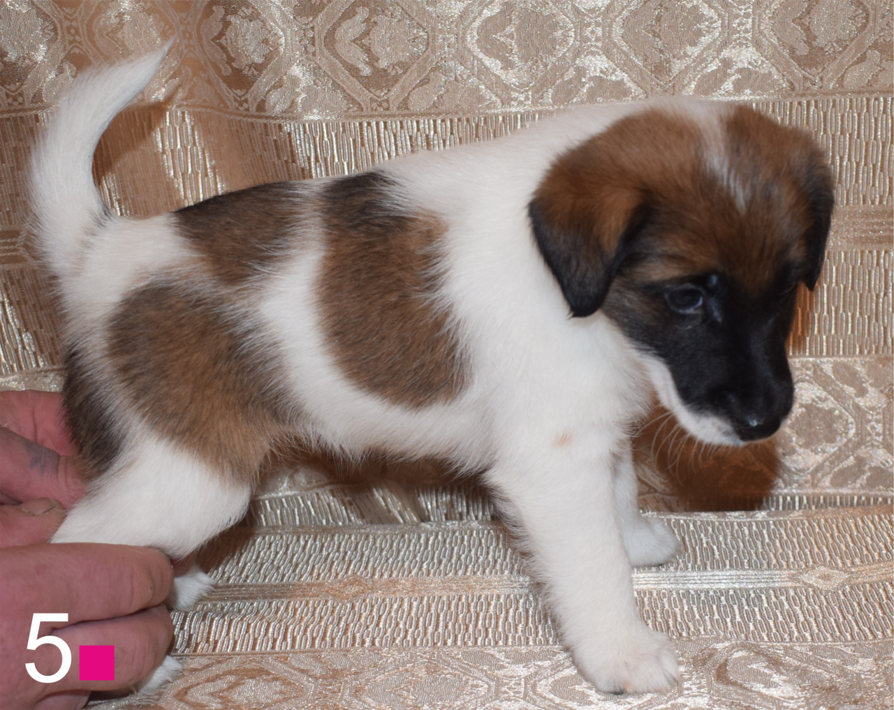  ГЛАДКОШЕРСТНЫЙ ФОКСТЕРЬЕР