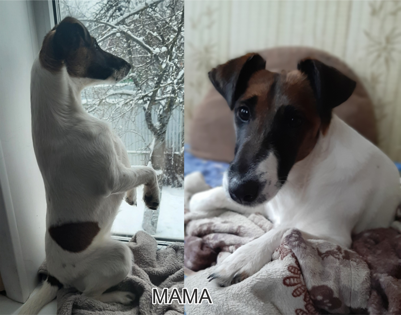  ГЛАДКОШЕРСТНЫЙ ФОКСТЕРЬЕР в Щелково фото 6 Услуги Щелково