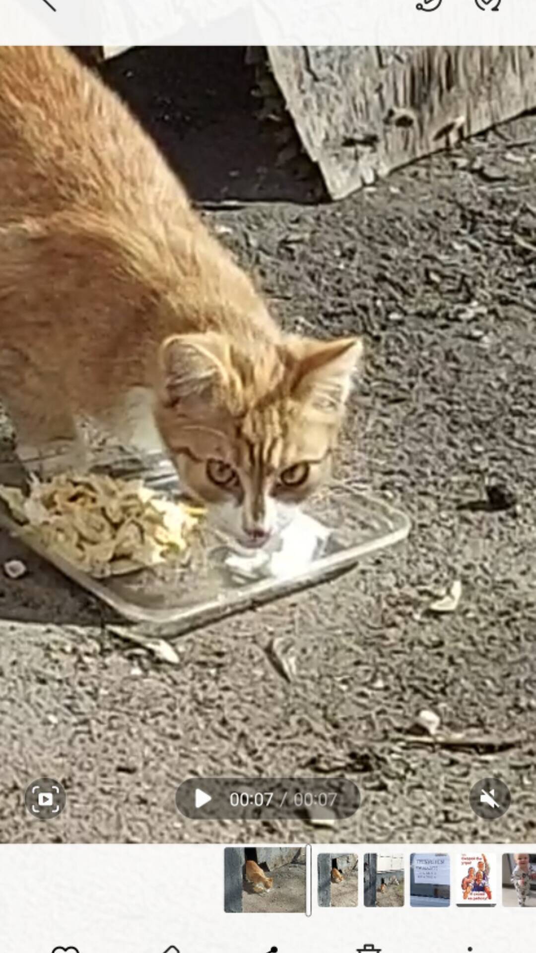 Еда для кошек,нужна помощь.пишите! в Москве фото 1 Продукты питания Москва Еда для кошек,нужна помощь.пишите! в Москве фото 1 Продукты питания Москва