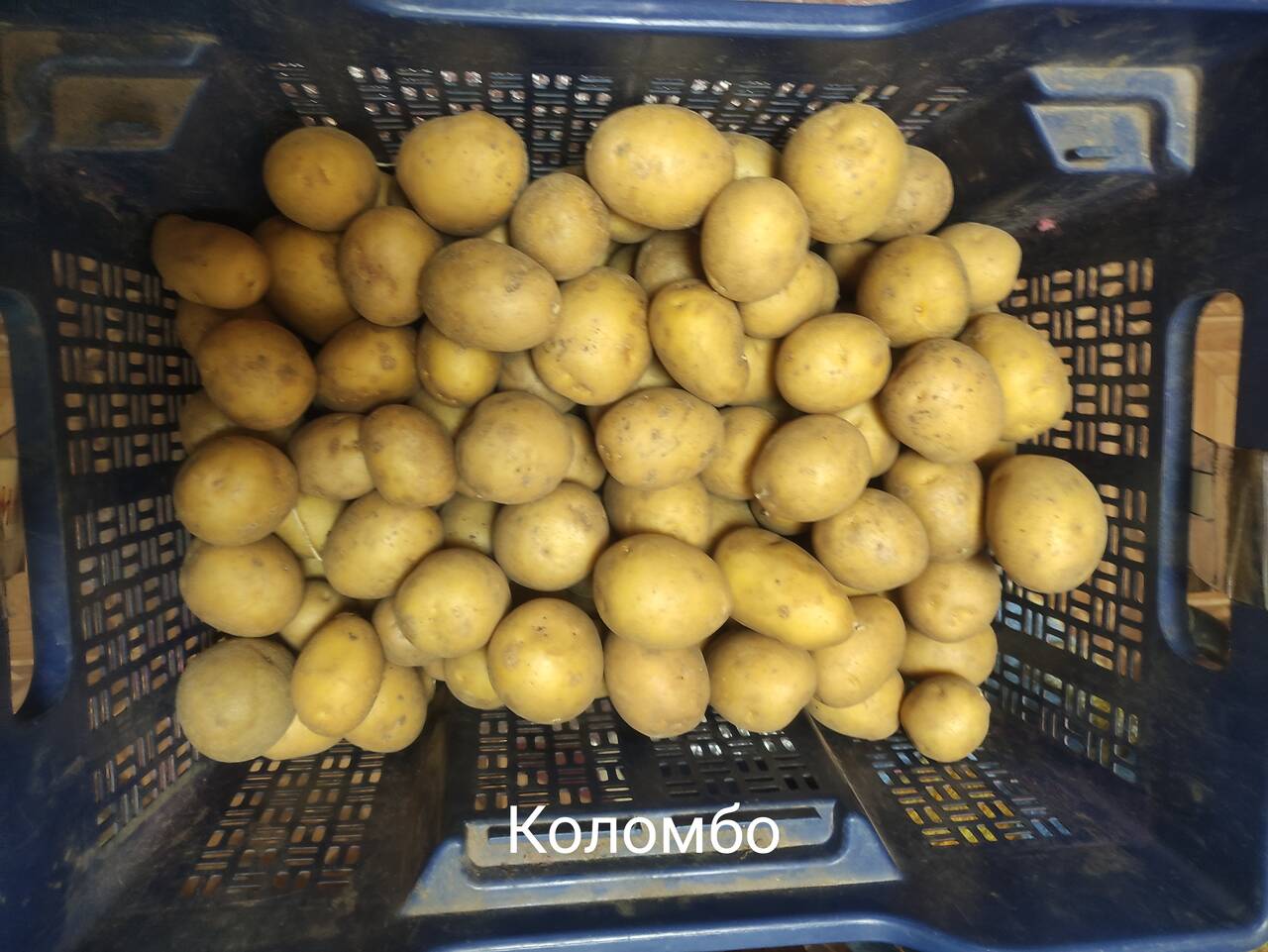 Картофель на посадку в Лобне фото 2 Для дома и дачи Лобня