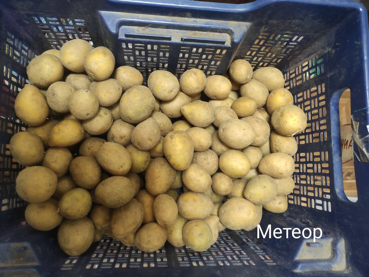 Картофель на посадку в Лобне фото 1 Для дома и дачи Лобня