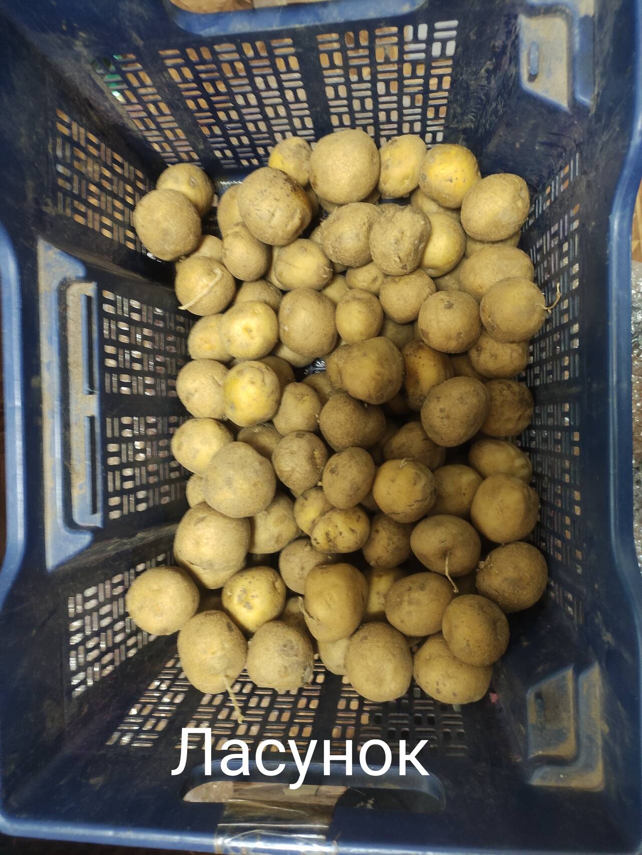 Продаю картофель