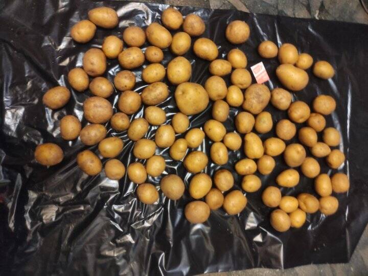 Картофель, продукты питания в Лобне фото 5 Продукты питания Лобня