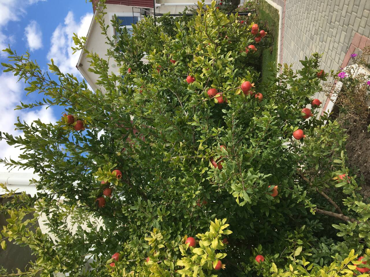 Требуются сотрудники в ресторан  в Феодосии фото 1 Работа Феодосия