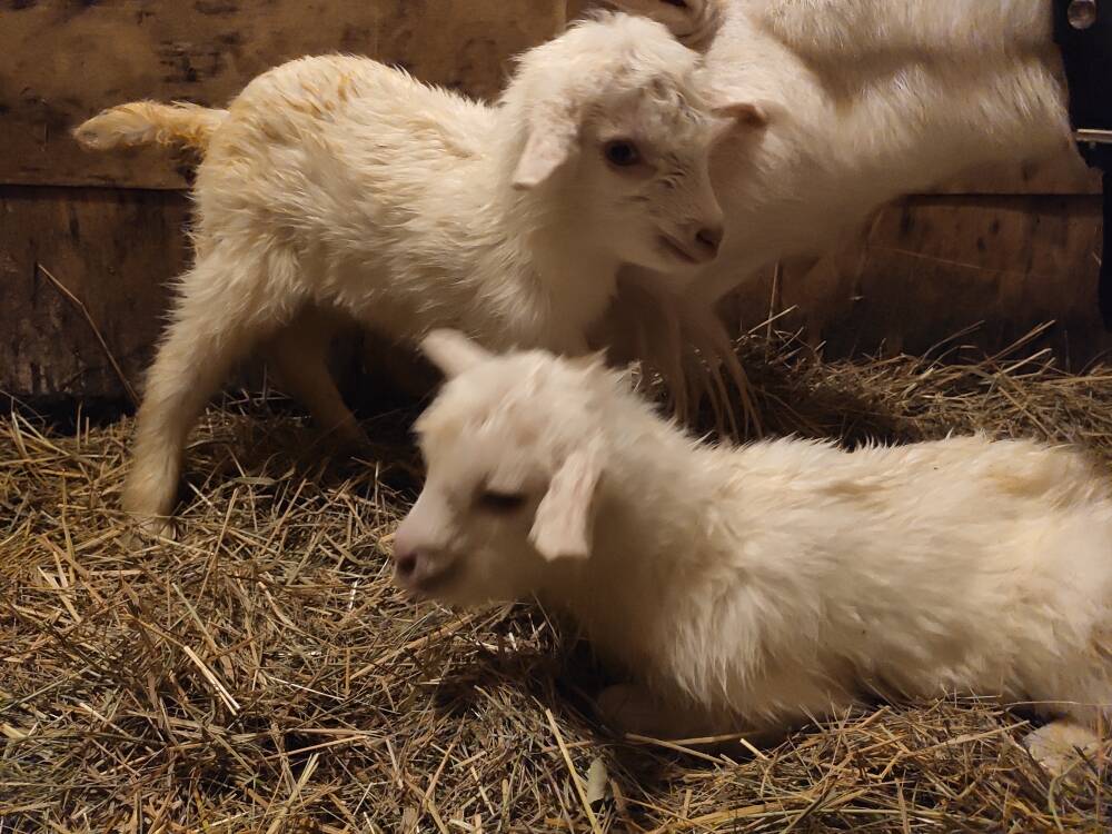 козы и козлята в Раменском фото 3 Продукты питания Раменское