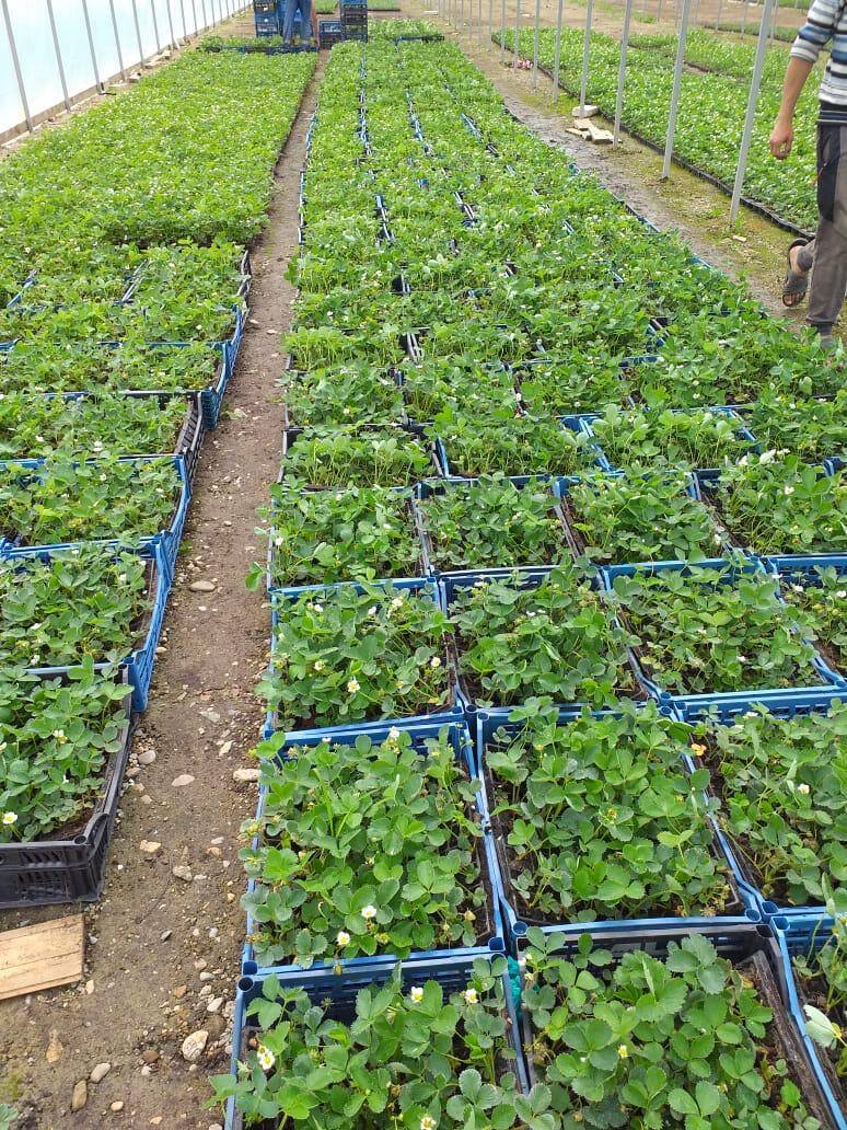 Рассада клубники в Белореченске фото 2 Для дома и дачи Белореченск