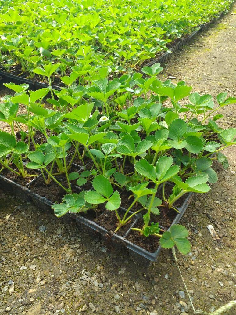 Рассада клубники в Белореченске фото 3 Для дома и дачи Белореченск