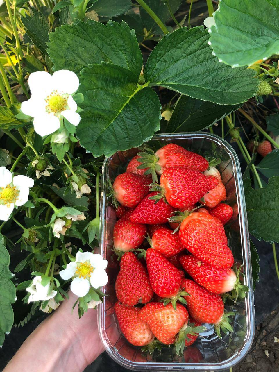 Рассада клубники в Белореченске фото 1 Для дома и дачи Белореченск