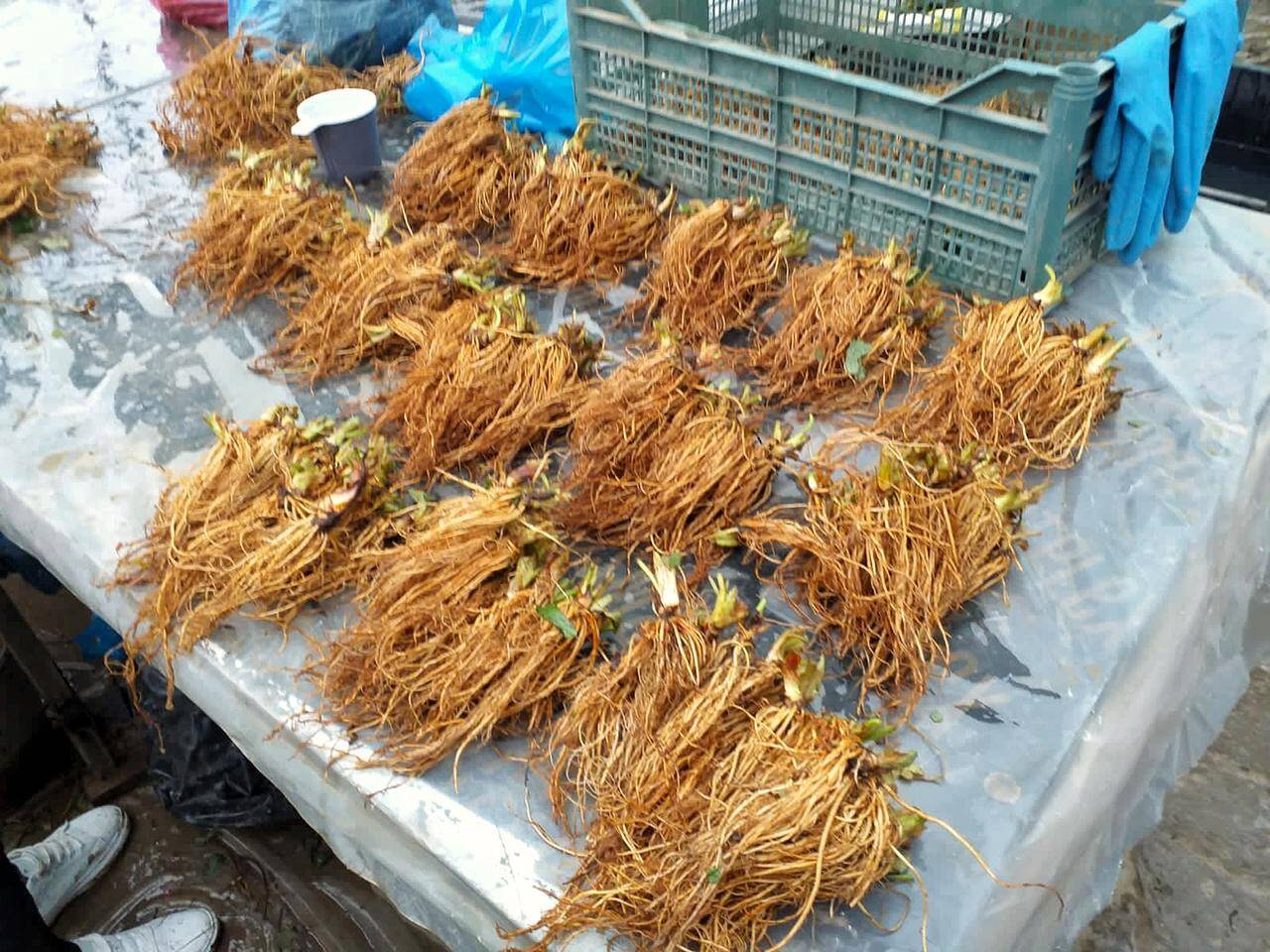 Рассада клубники в Белореченске фото 4 Для дома и дачи Белореченск