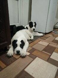 Передержка собак  в Тамбове фото 3 Услуги Тамбов