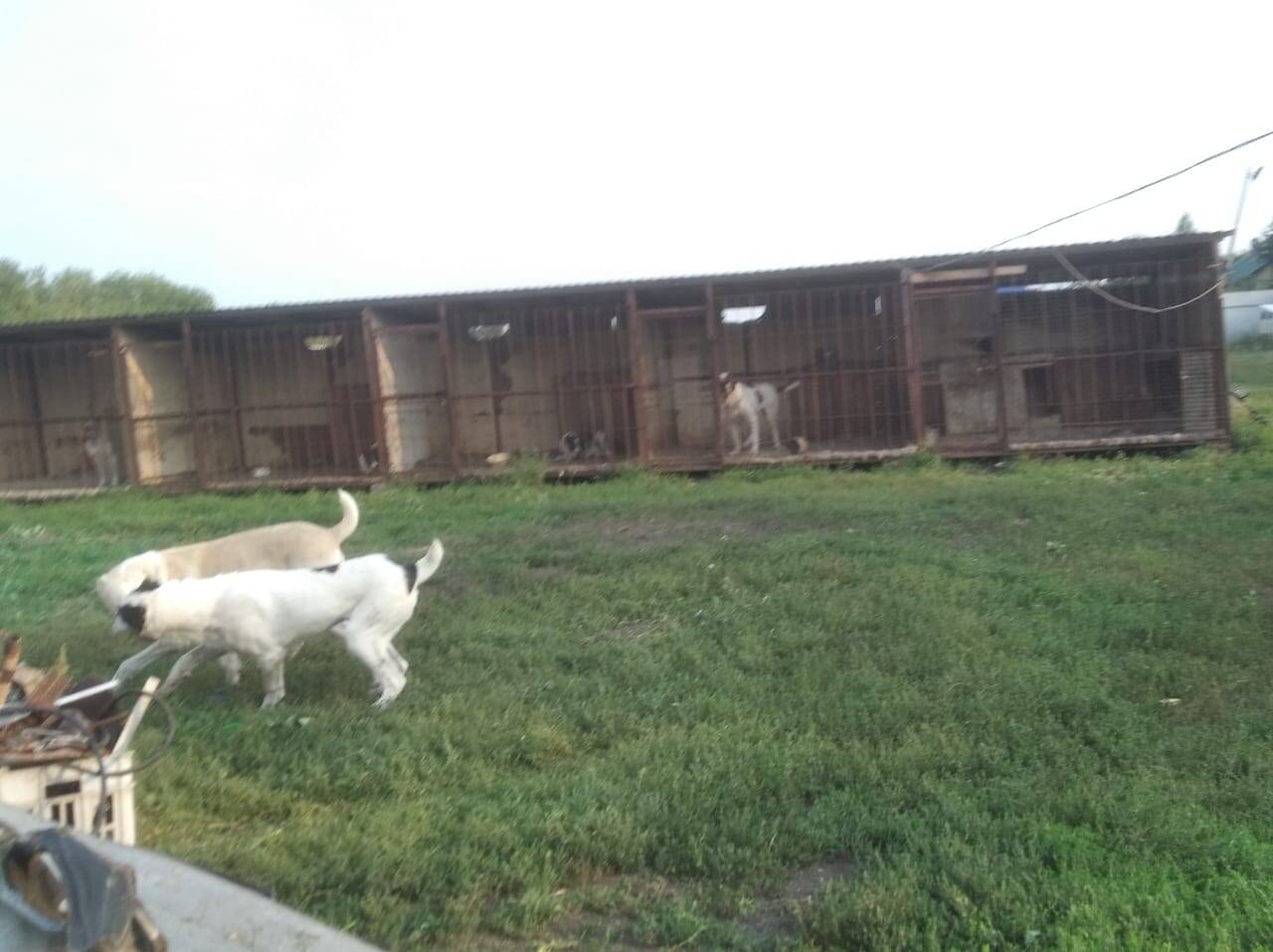 Передержка собак  в Тамбове фото 1 Услуги Тамбов