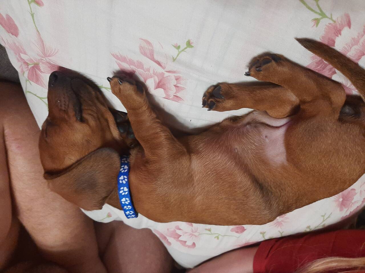 Передержка собак  в Тамбове фото 2 Услуги Тамбов