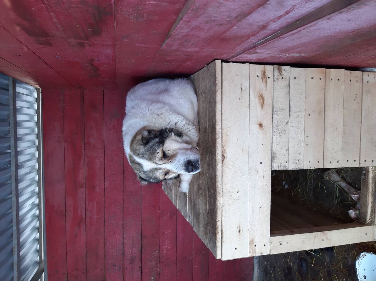 Передержка собак  в Тамбове фото 4 Услуги Тамбов