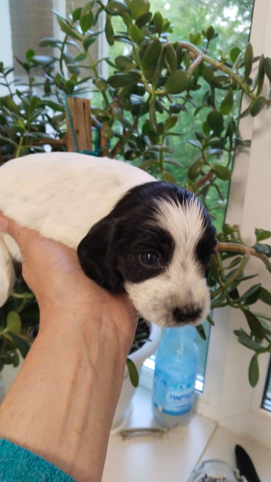 Щенки Русского спаниеля