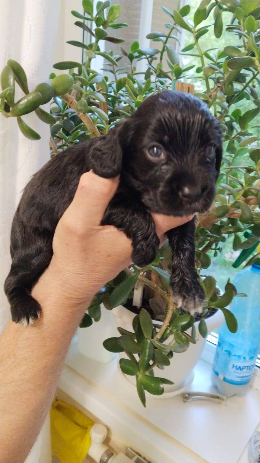 Щенки Русского спаниеля в Балаково фото 5 Услуги Балаково