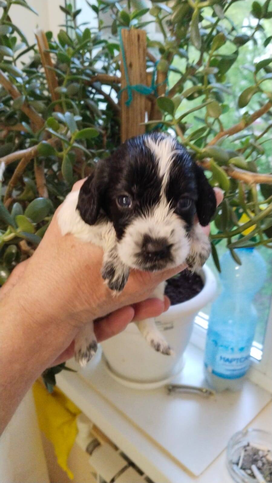 Щенки Русского спаниеля в Балаково фото 3 Услуги Балаково