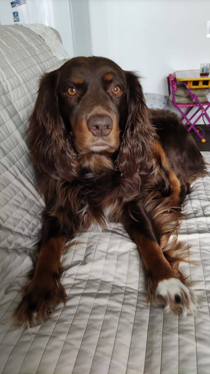 Щенки Русского спаниеля в Балаково фото 5 Услуги Балаково Щенки Русского спаниеля в Балаково фото 5 Услуги Балаково