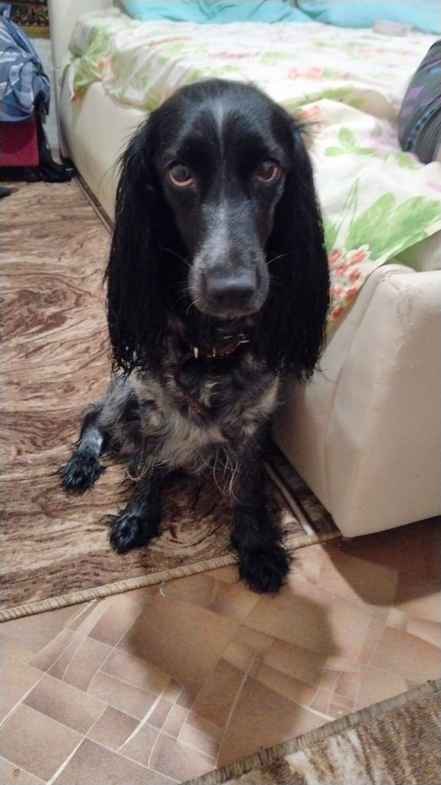 Щенки Русского спаниеля в Балаково фото 6 Услуги Балаково Щенки Русского спаниеля в Балаково фото 6 Услуги Балаково