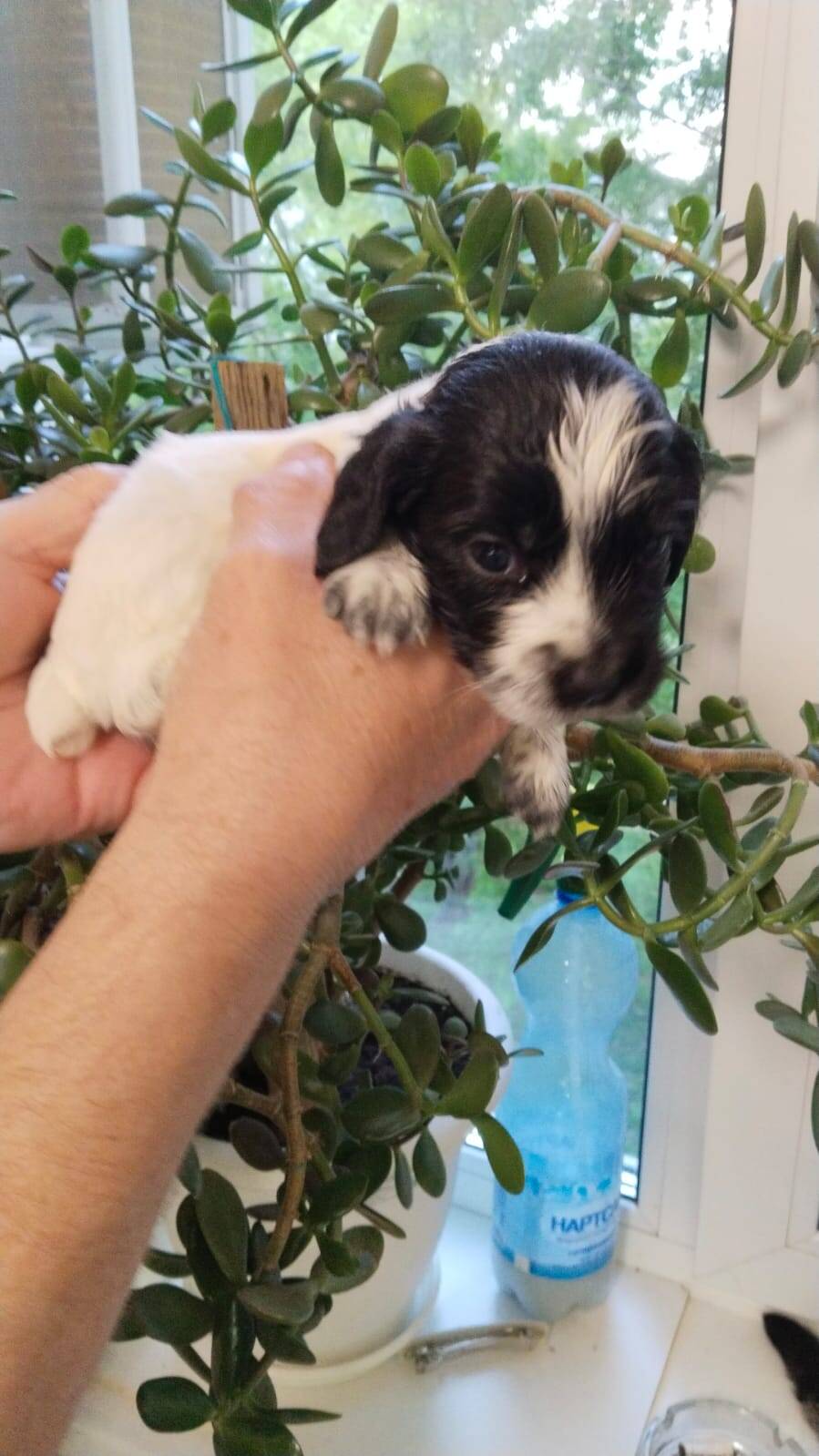 Щенки Русского спаниеля в Балаково фото 4 Услуги Балаково Щенки Русского спаниеля в Балаково фото 4 Услуги Балаково