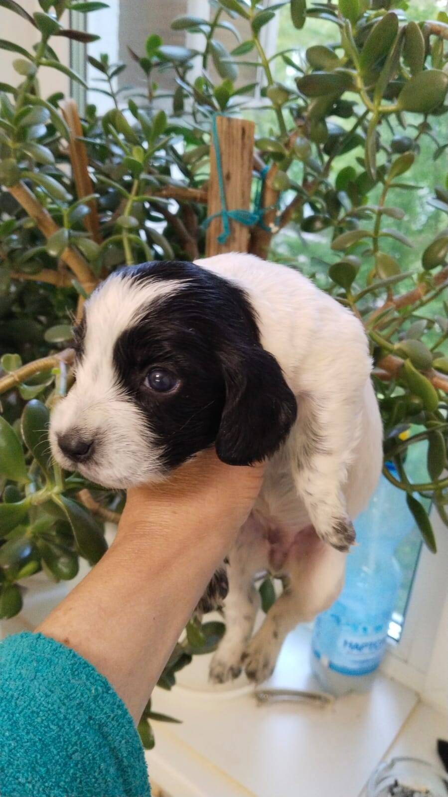 Щенки Русского спаниеля в Балаково фото 2 Услуги Балаково Щенки Русского спаниеля в Балаково фото 2 Услуги Балаково