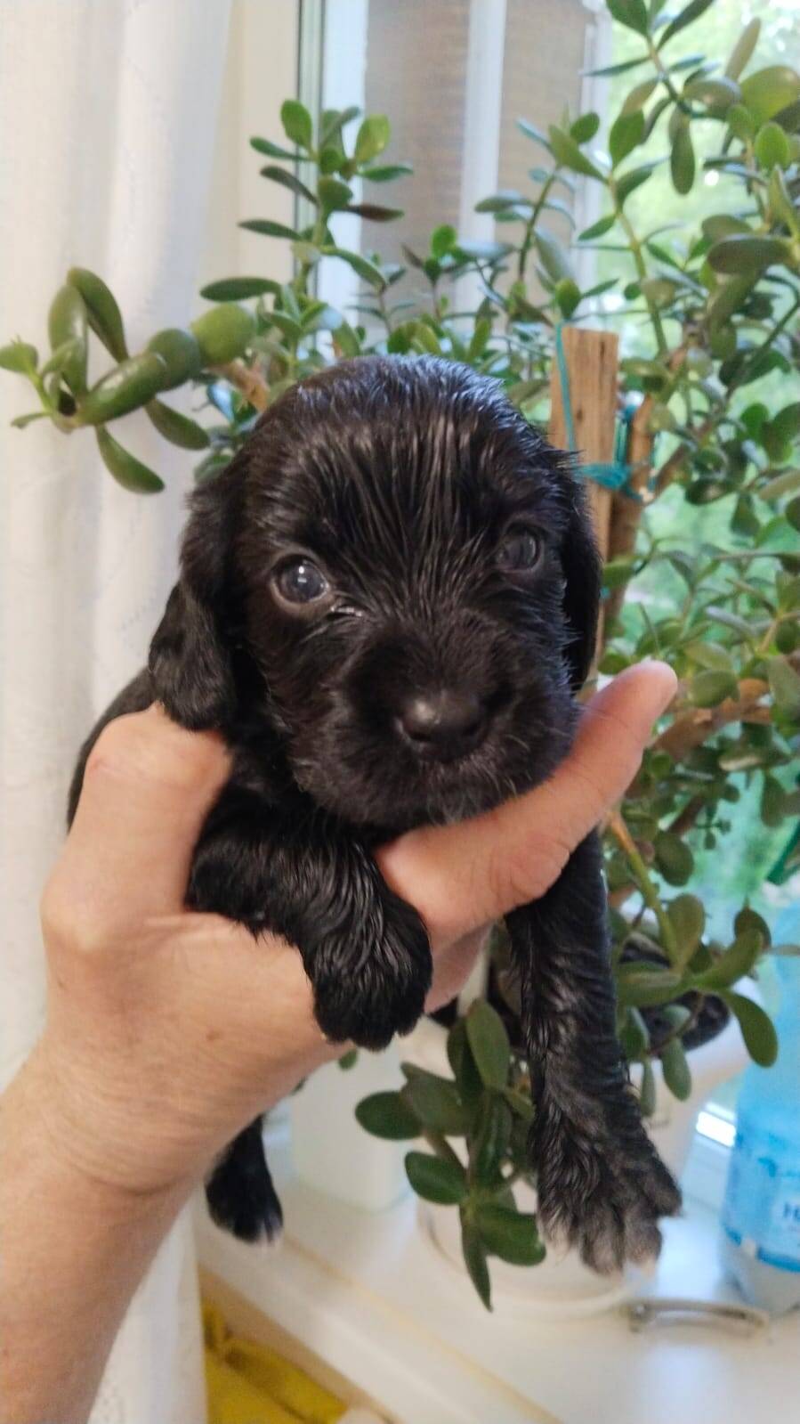 Щенки Русского спаниеля