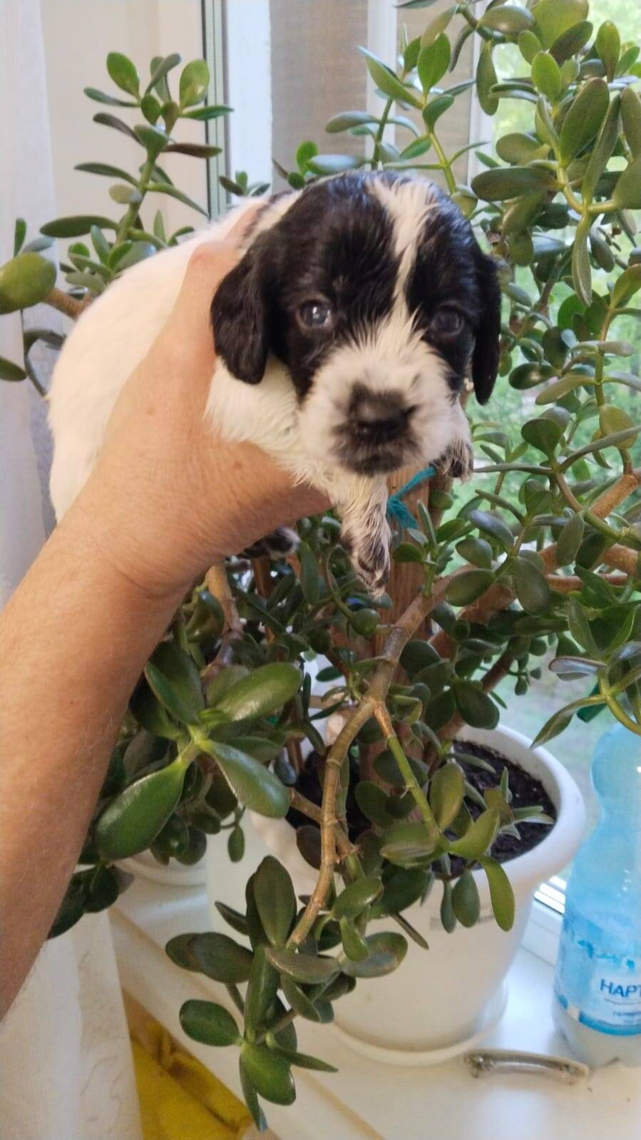 Щенки Русского спаниеля в Балаково фото 7 Услуги Балаково Щенки Русского спаниеля в Балаково фото 7 Услуги Балаково