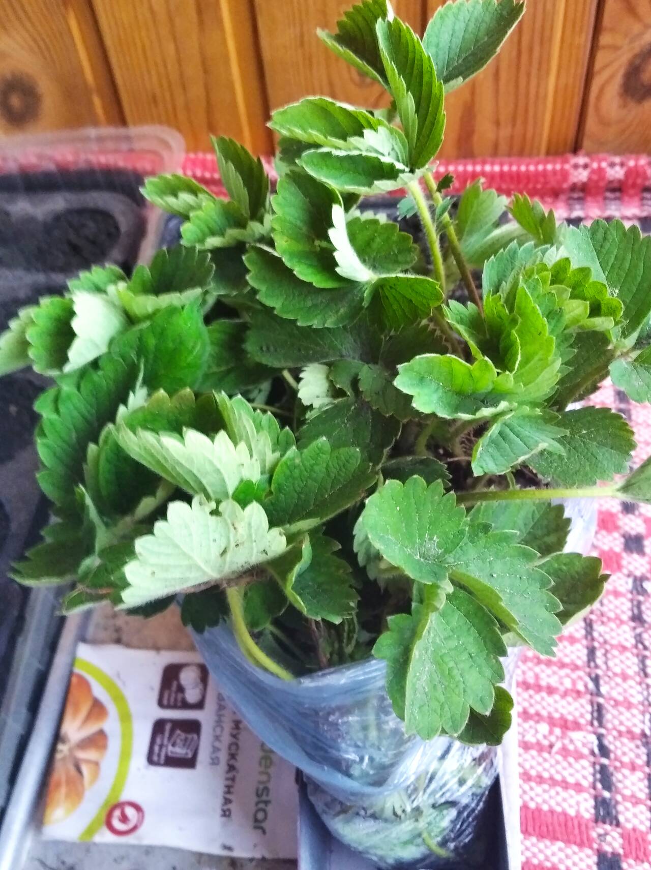 Рассада клубники 300 шт. в наличии