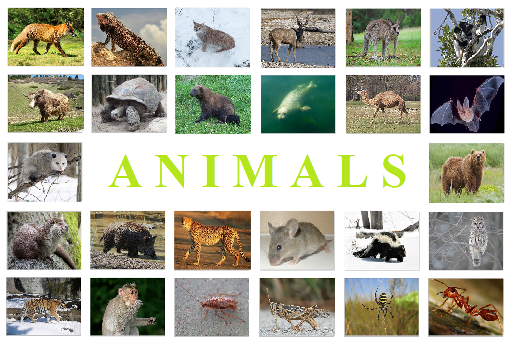 На английском и русском игра "Животные"