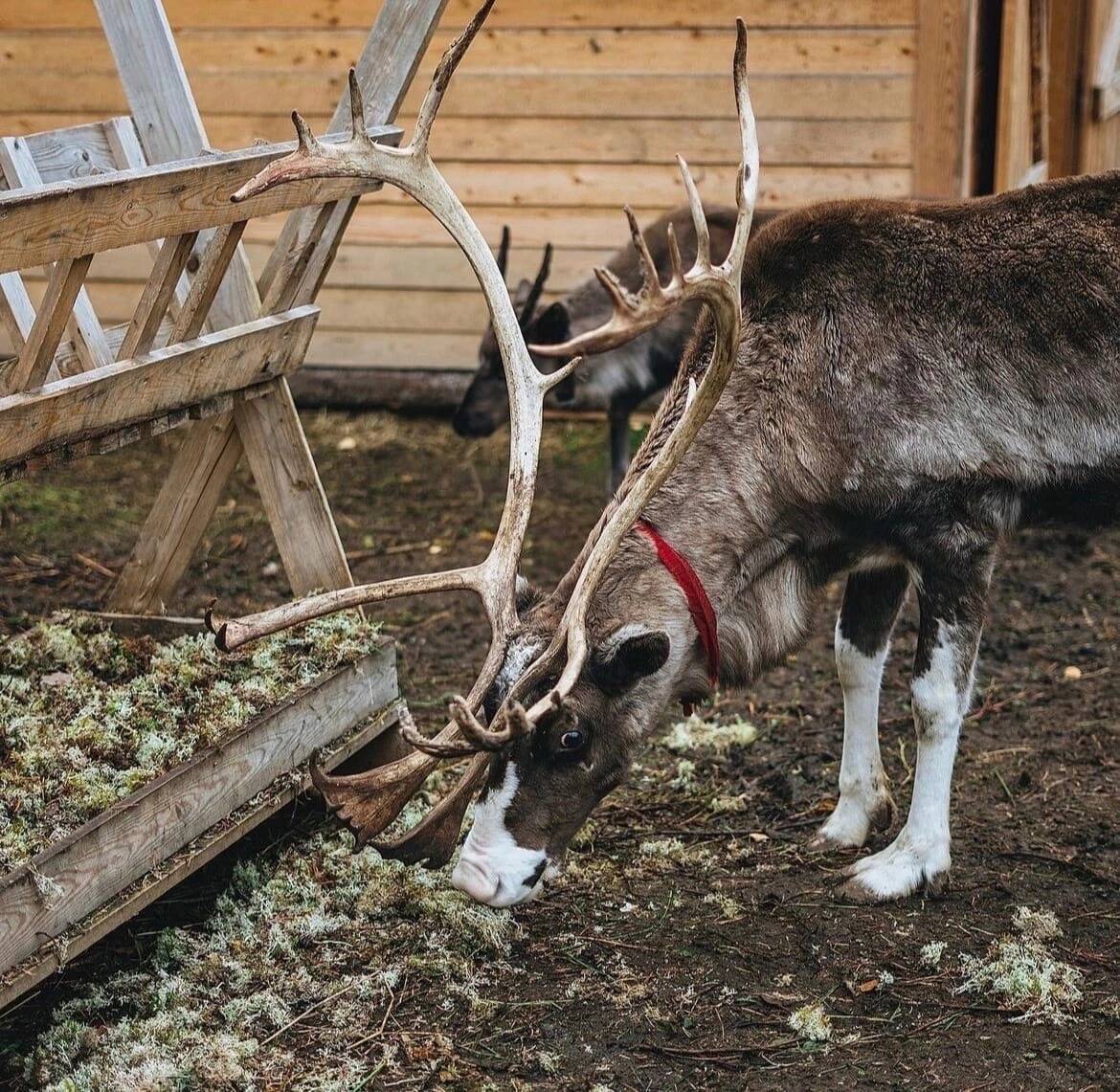 Этнопарк "Карелия-земля древних" в Лахденпохье фото 2 Увлечения и отдых Лахденпохья