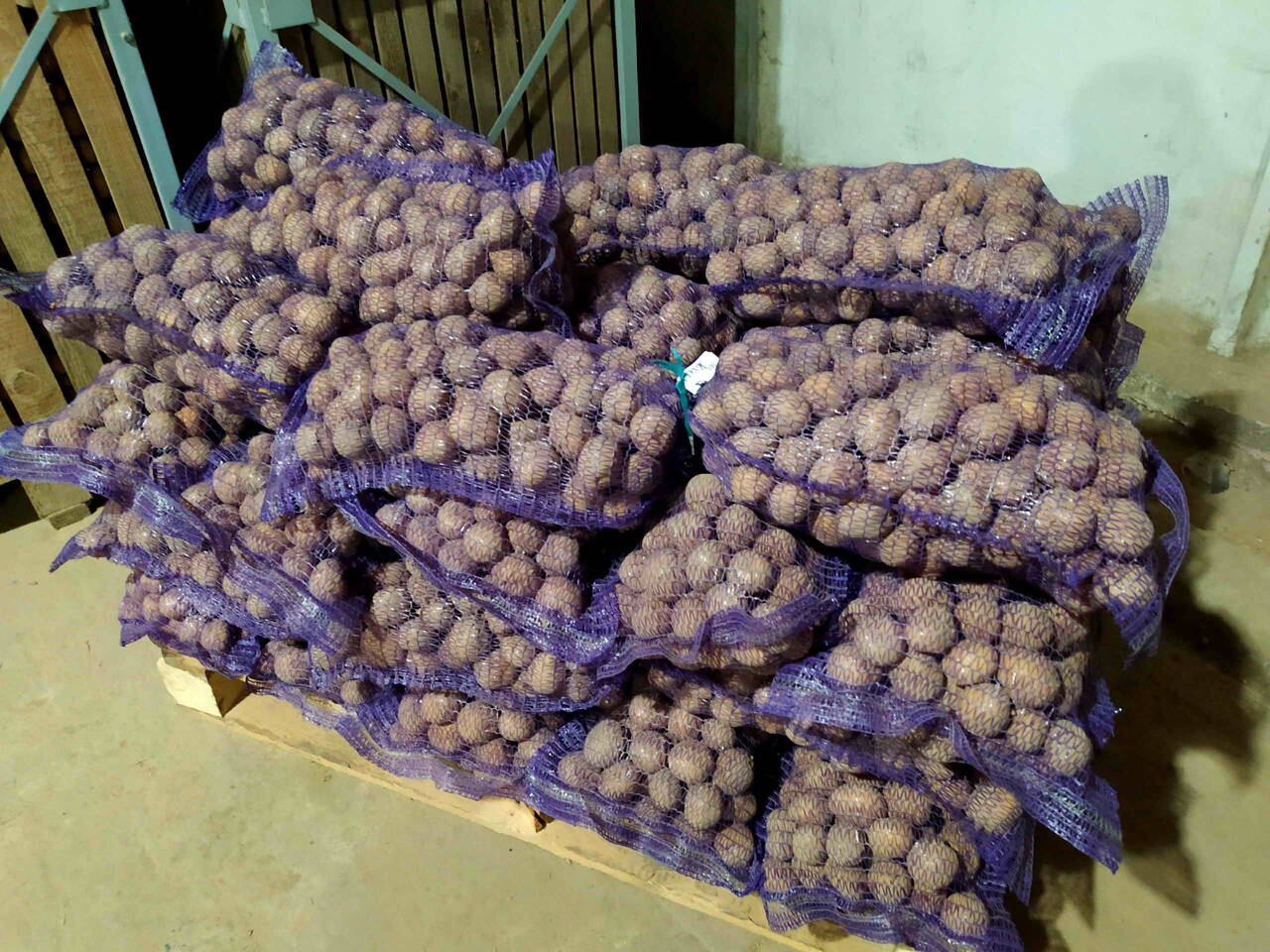 Семенной картофель