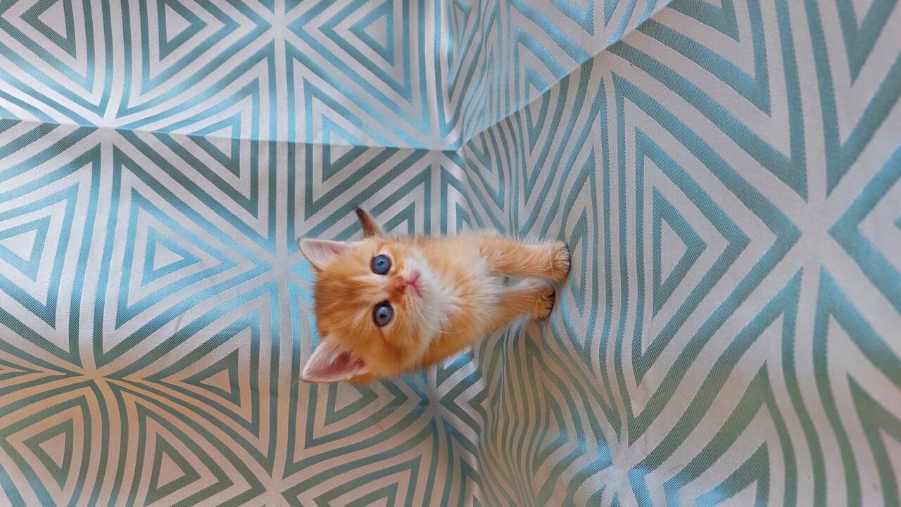 Шотландские котята  в Санкт-Петербурге фото 2 Услуги Санкт-Петербург