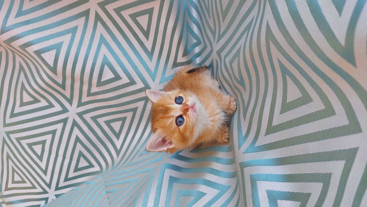 Шотландские котята  в Санкт-Петербурге фото 3 Услуги Санкт-Петербург