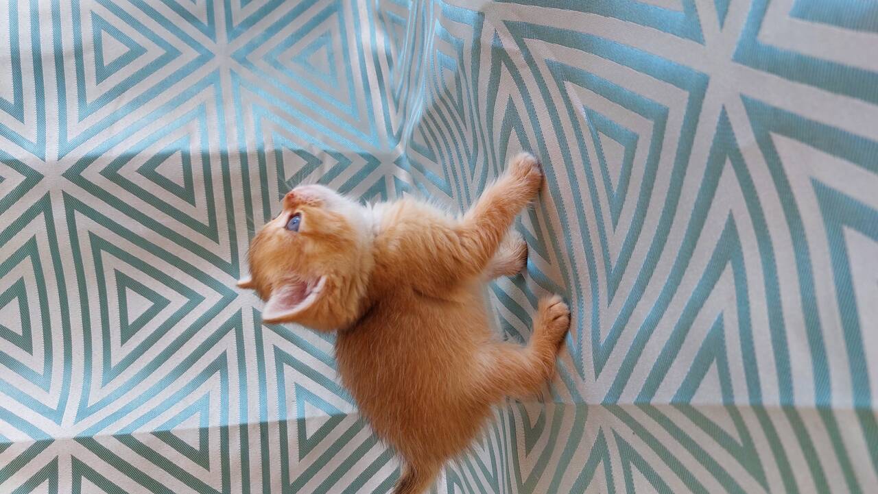 Шотландские котята  в Санкт-Петербурге фото 5 Услуги Санкт-Петербург