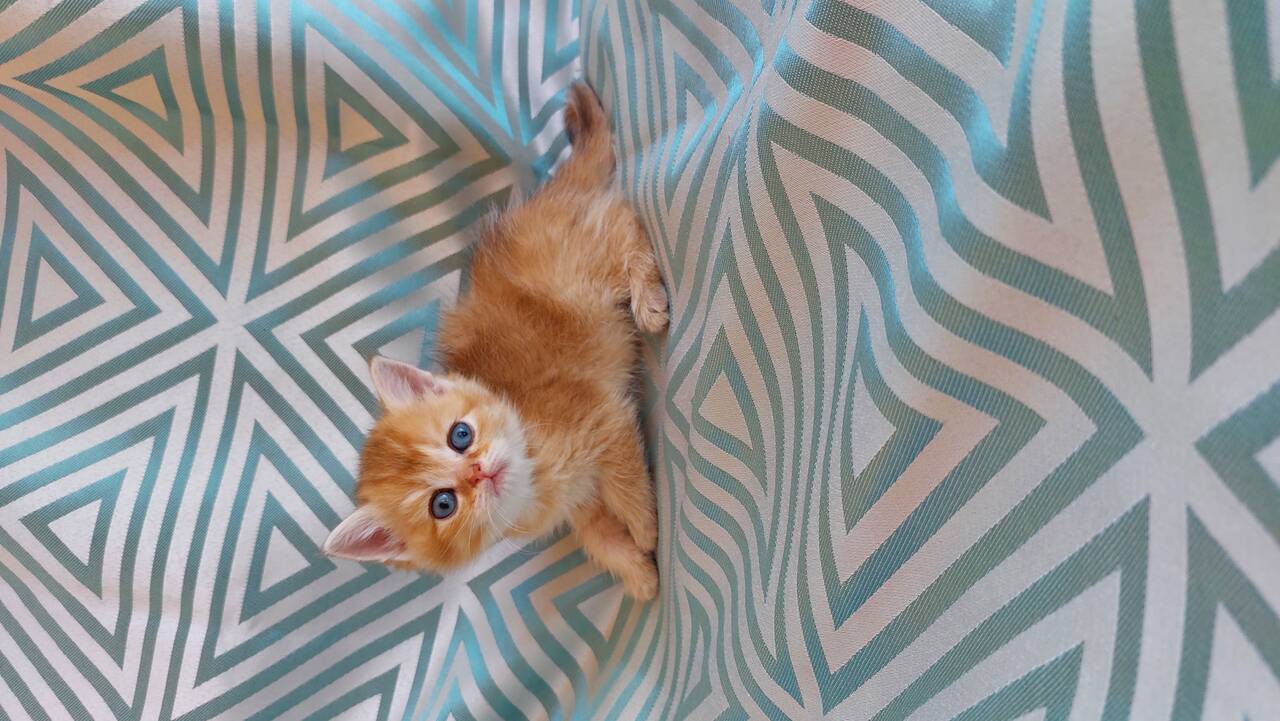 Шотландские котята Шотландские котята