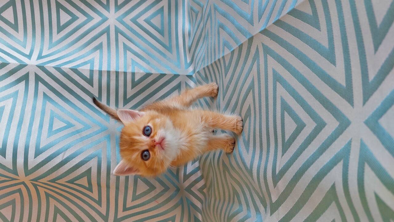 Шотландские котята  в Санкт-Петербурге фото 4 Услуги Санкт-Петербург