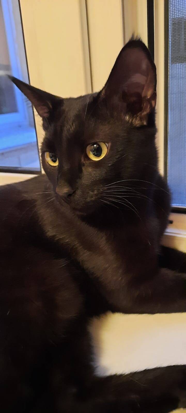 Кот Барон ищет дом в Москве фото 4 Услуги Москва