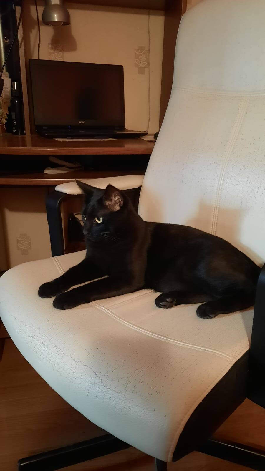 Кот Барон ищет дом в Москве фото 3 Услуги Москва