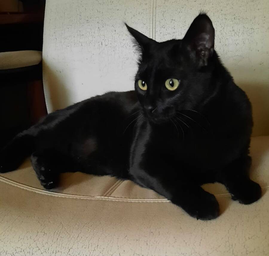 Кот Барон ищет дом в Москве фото 1 Услуги Москва