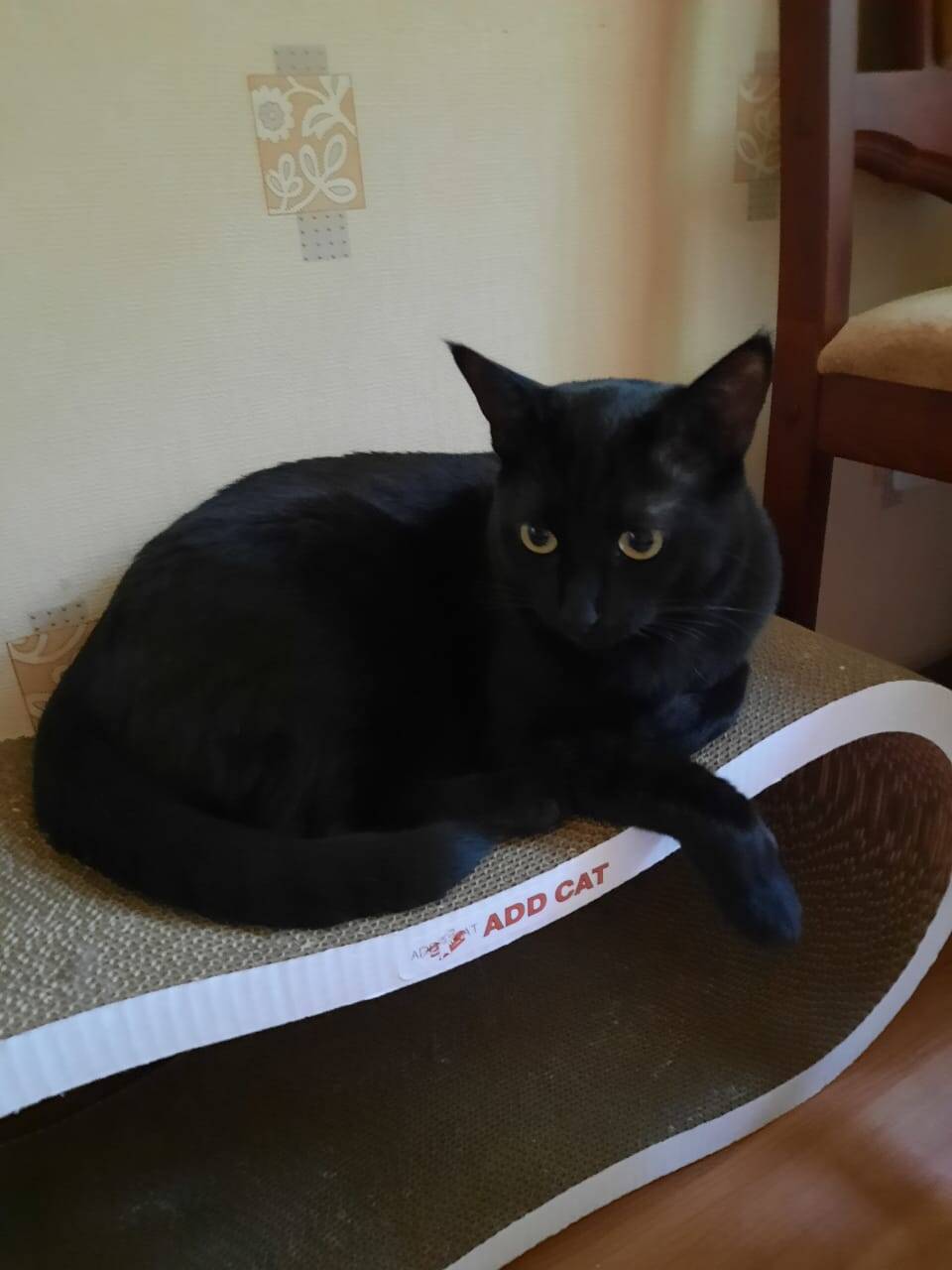 Кот Барон ищет дом в Москве фото 2 Услуги Москва