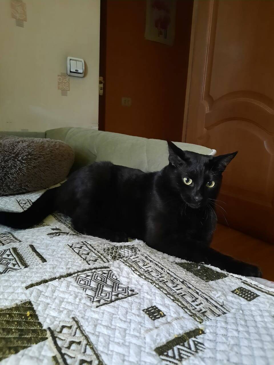 Кот Барон ищет дом в Москве фото 5 Услуги Москва