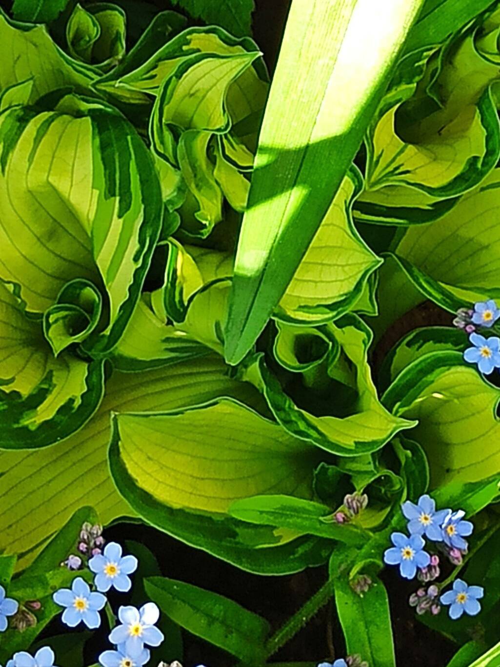 Продаю цветы Хоста. Два вида. в Туле фото 4 Для дома и дачи Тула Продаю цветы Хоста. Два вида. в Туле фото 4 Для дома и дачи Тула