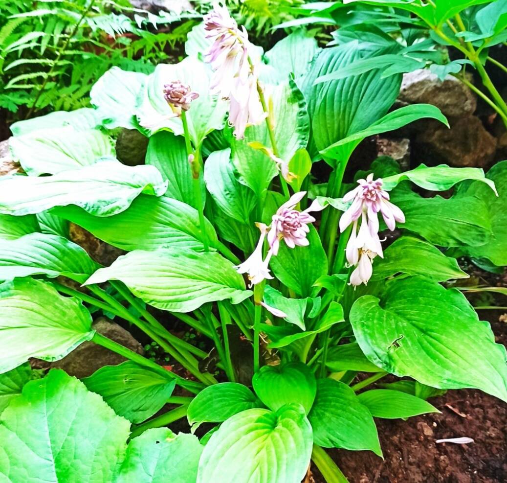 Продаю цветы Хоста. Два вида. в Туле фото 2 Для дома и дачи Тула Продаю цветы Хоста. Два вида. в Туле фото 2 Для дома и дачи Тула