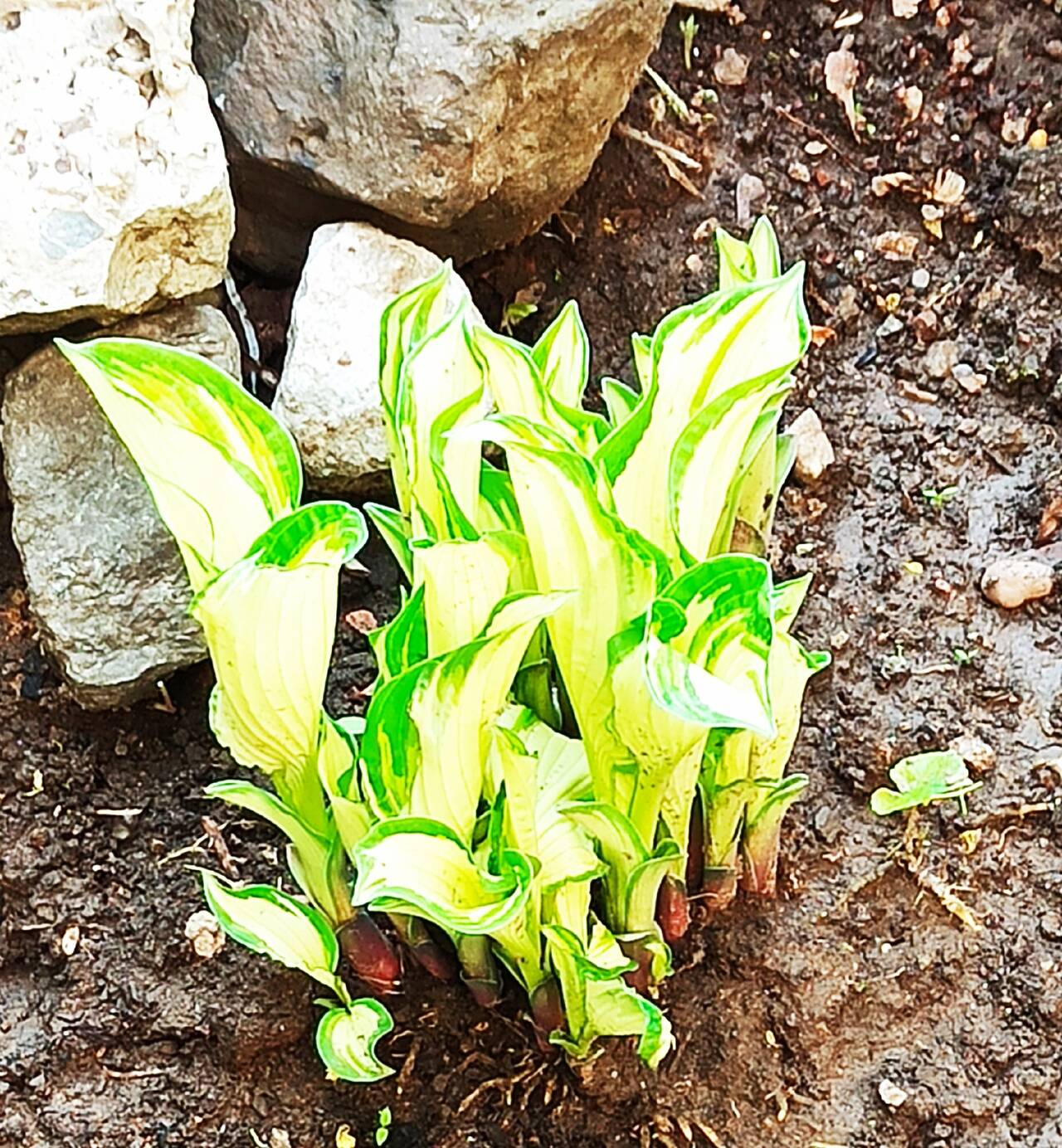 Продаю цветы Хоста. Два вида.