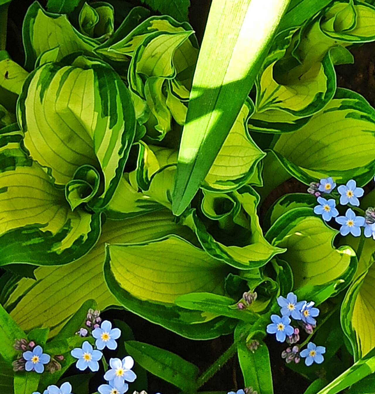 Продаю цветы Хоста