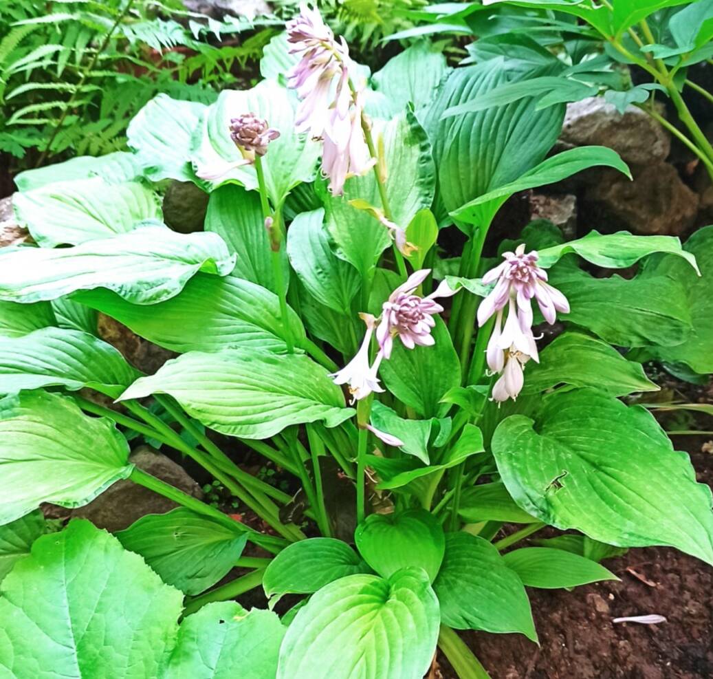 Продаю цветы Хоста в Туле фото 2 Недвижимость Тула Продаю цветы Хоста в Туле фото 2 Недвижимость Тула