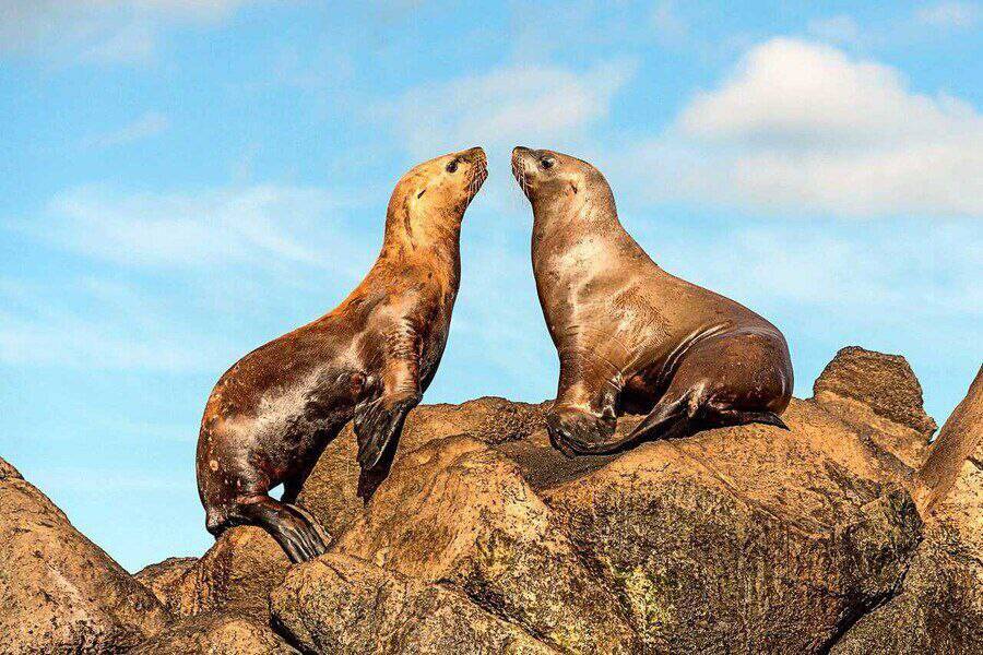 Экскурсионные туры по Сахалину в Южно-Сахалинске фото 4 Увлечения и отдых Южно-Сахалинск Экскурсионные туры по Сахалину в Южно-Сахалинске фото 4 Увлечения и отдых Южно-Сахалинск