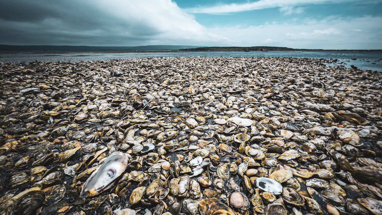 Экскурсионные туры по Сахалину в Южно-Сахалинске фото 6 Увлечения и отдых Южно-Сахалинск Экскурсионные туры по Сахалину в Южно-Сахалинске фото 6 Увлечения и отдых Южно-Сахалинск