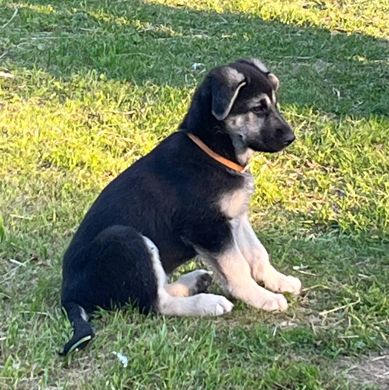 Щенки восточноевропейской овчарки в Рыбинске фото 5 Услуги Рыбинск