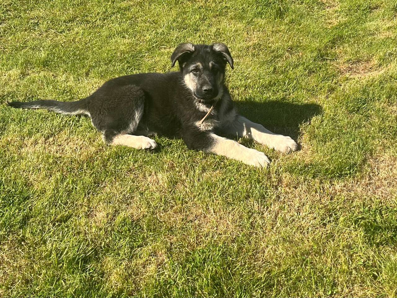 Щенки восточноевропейской овчарки в Рыбинске фото 2 Услуги Рыбинск