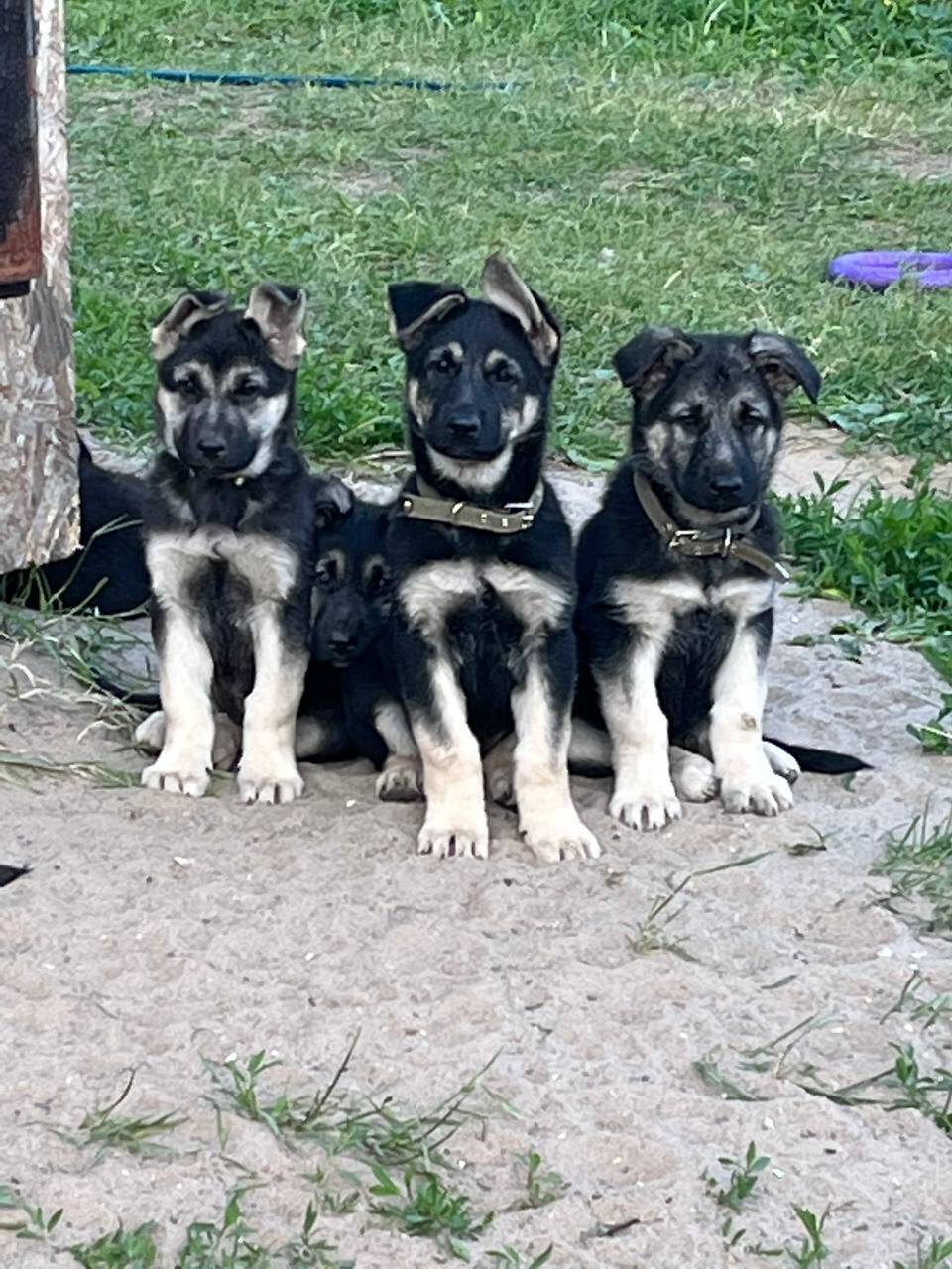 Щенки восточноевропейской овчарки в Рыбинске фото 6 Услуги Рыбинск